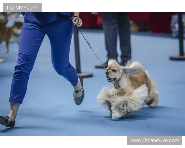 万狗体育如何打造专业化的宠物运动赛事平台 万狗体育如何打造专业化的宠物运动赛事平台